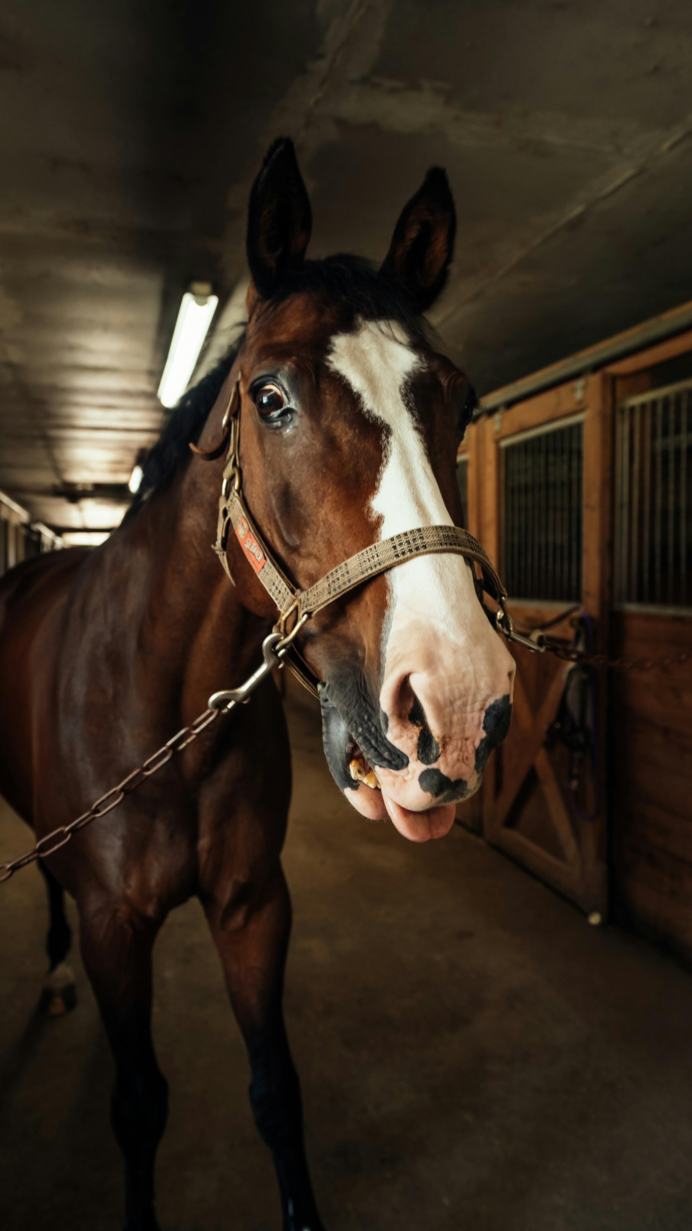 Close-up of a horse eating hay