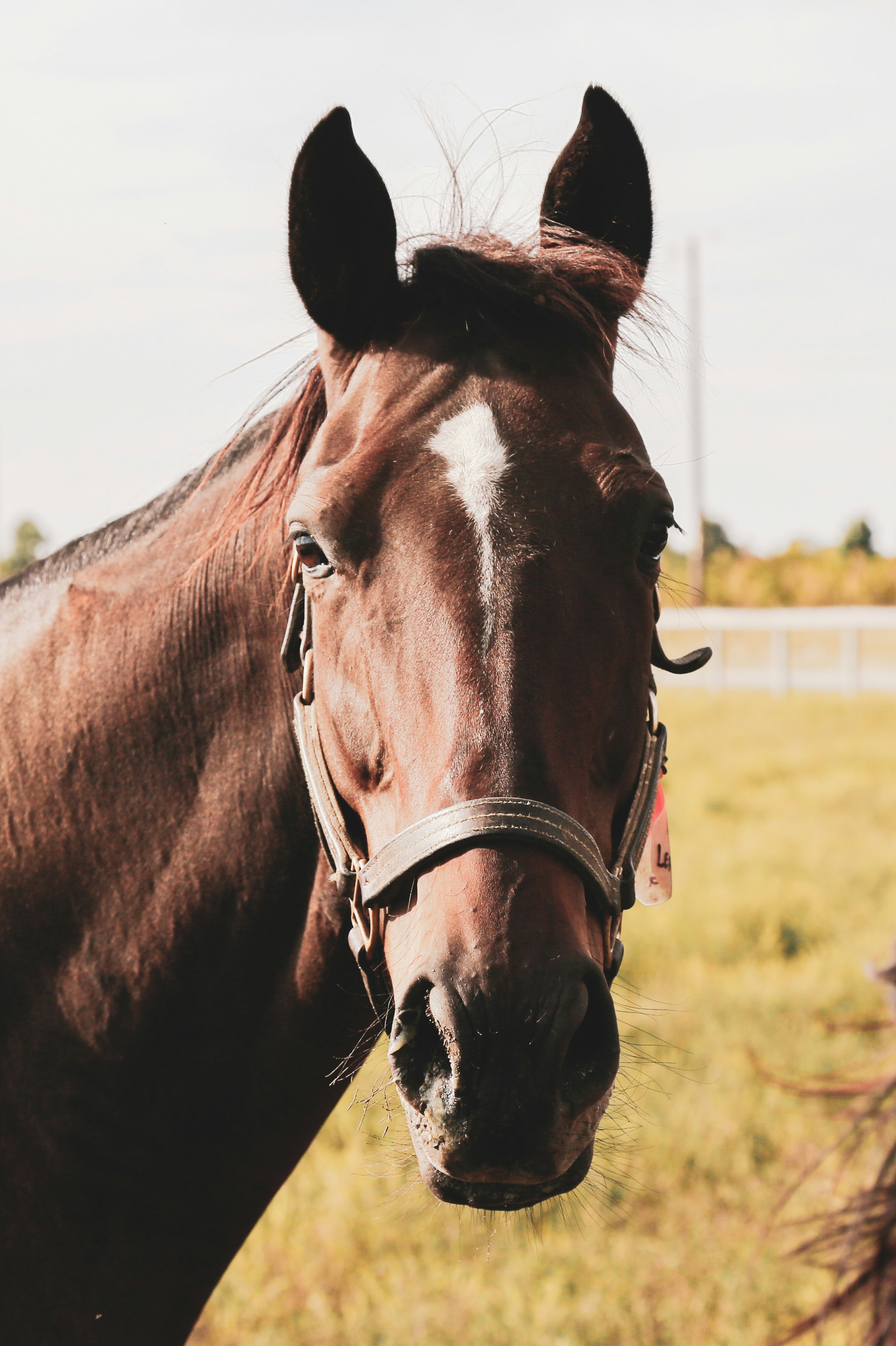 Horse on a small farm