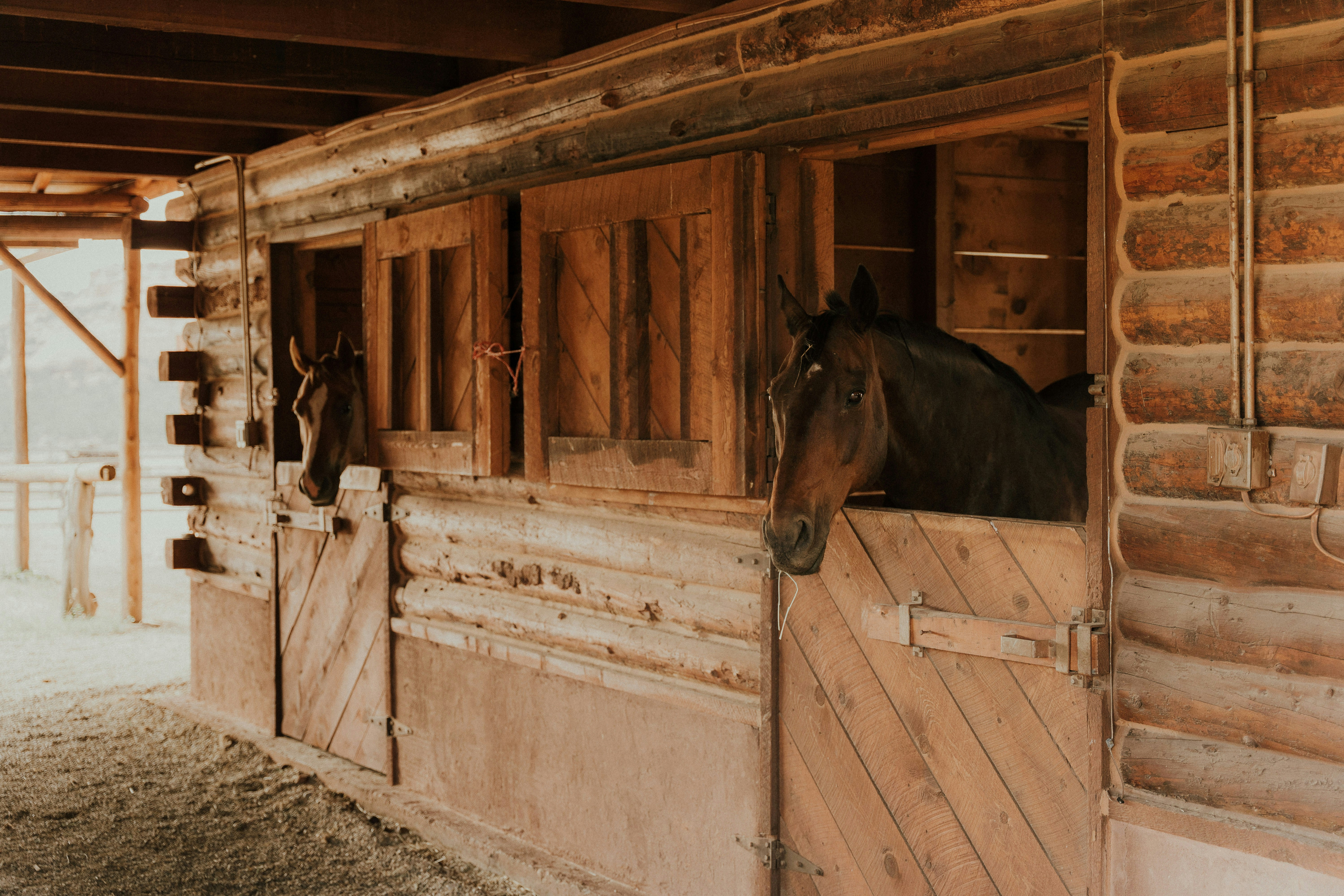 Person caring for a horse in a barn aisle