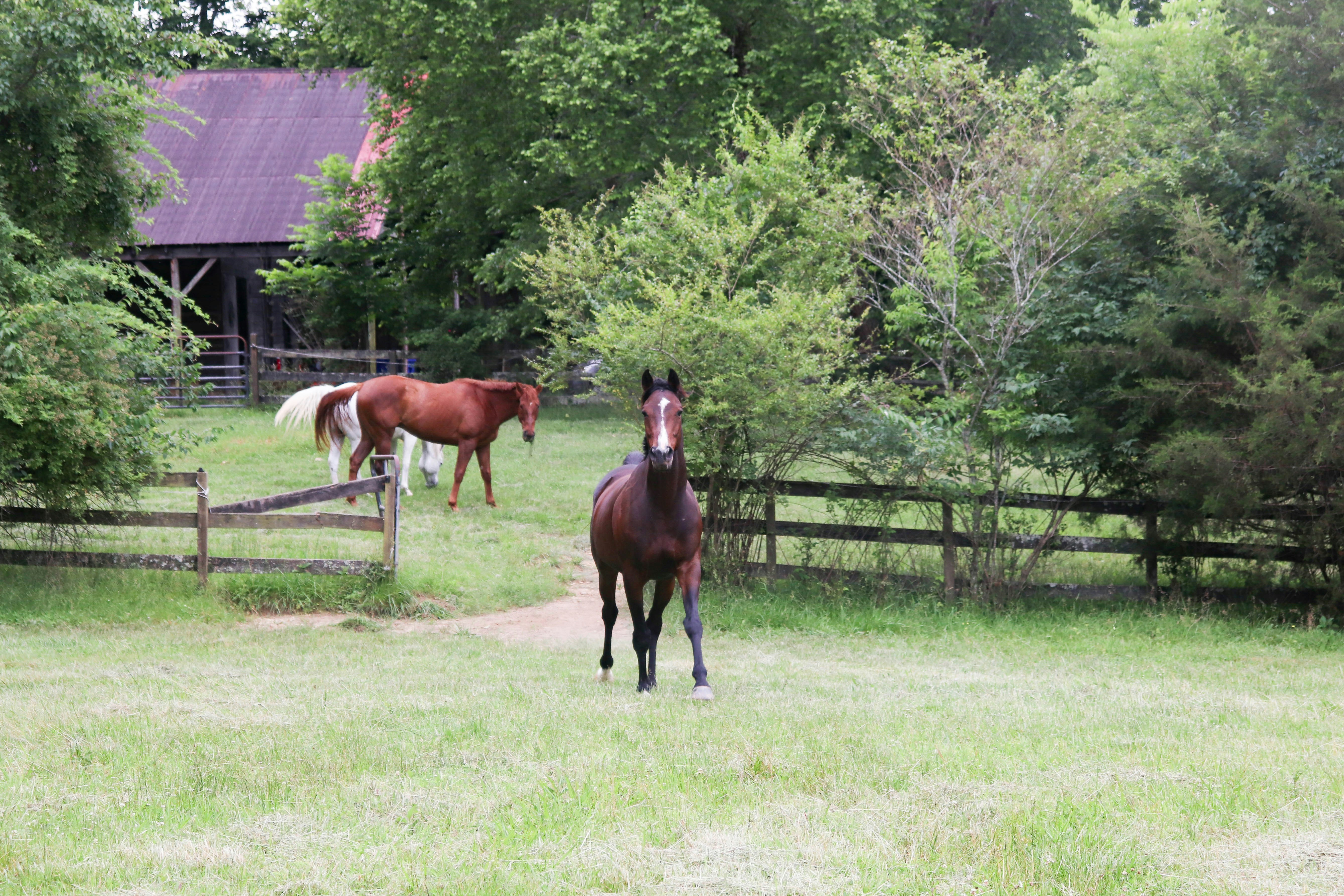 Horses grazing in a pasture